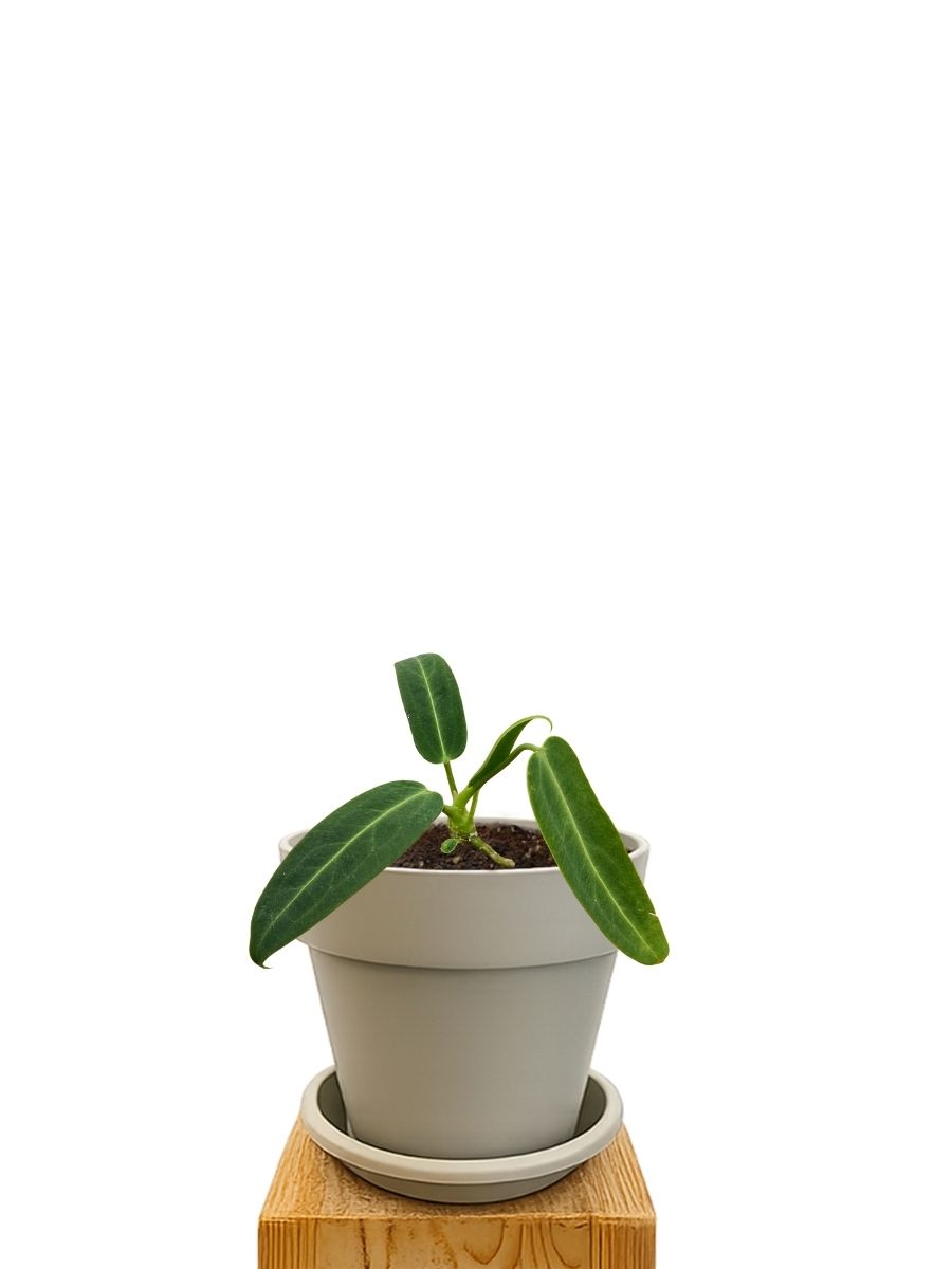 Plant kit 16 Sand